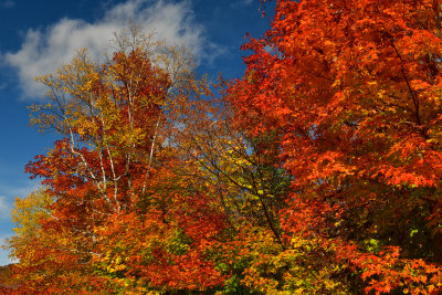NY - Adirondacks Whiteface Mountain Treescape 1.jpg