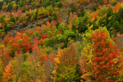 NY - Adirondacks Whiteface Mountain Treescape 3.jpg