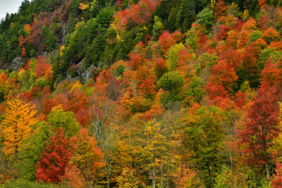 NY - Adirondacks Whiteface Mountain Treescape 4.jpg