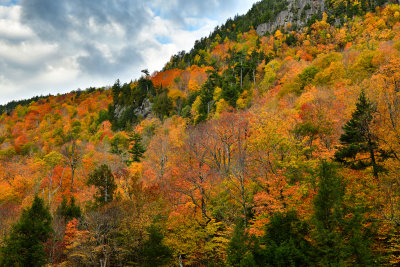 NY - Adirondacks Whiteface Mountain Treescape 5.jpg