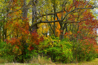NY - Alabama Swamps Treescape 2.jpg