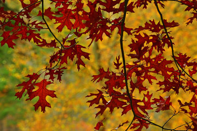 NY - Letchworth SP Oak Leaves.jpg