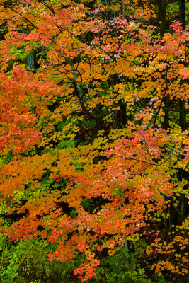 NY - Letchworth SP Treescape 2.jpg