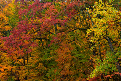 NY - Letchworth SP Treescape 3.jpg