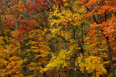 NY - Letchworth SP Treescape 5.jpg