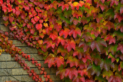 NY - Letchworth SP Treescape 6.jpg