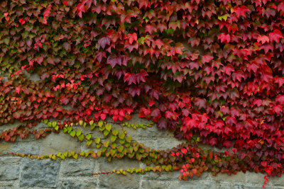 NY - Whirlpool SP Fall Colored Vines.jpg