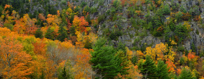 ME - Acadia National Park Fall Echo Lake Treescape.jpg
