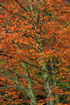 ME - Acadia National Park Fall Treescape 1.jpg