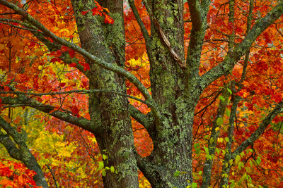 ME - Acadia National Park Fall Treescape 2.jpg