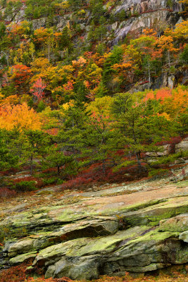 ME - Acadia National Park Fall Treescape 4.jpg