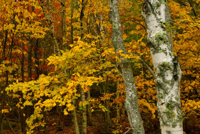 ME - Acadia National Park Fall Treescape 5.jpg