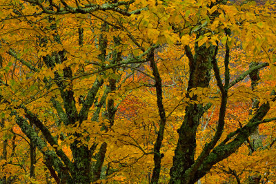 ME - Acadia National Park Fall Treescape 6.jpg