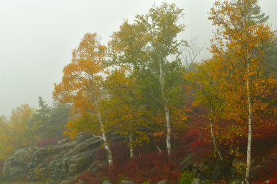 ME - Acadia National Park Fall Treescape 8.jpg