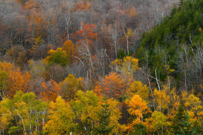NH - Crawford Notch State Park Treescape 1.jpg