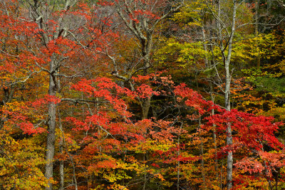 NH - Crawford Notch State Park Treescape 10.jpg