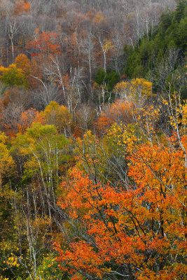 NH - Crawford Notch State Park Treescape 2.jpg