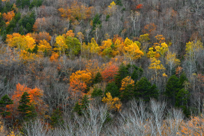 NH - Crawford Notch State Park Treescape 4.jpg