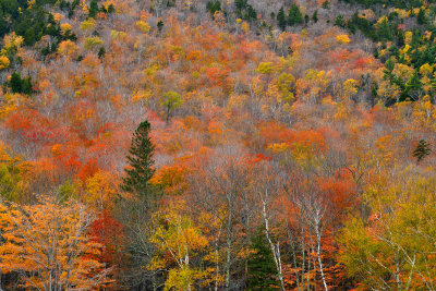 NH - Crawford Notch State Park Treescape 6.jpg