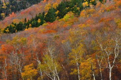 NH - Crawford Notch State Park Treescape 7.jpg