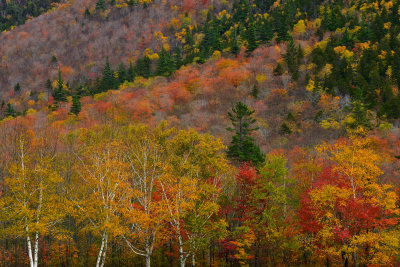 NH - Crawford Notch State Park Treescape 9.jpg