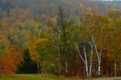 NH - Mt Washington Fall Treescape 1.jpg