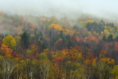 NH - Mt Washington Fall Treescape 2.jpg