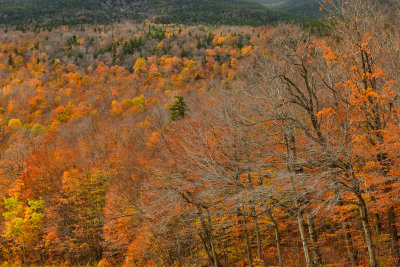 NH - Mt Washington Fall Treescape 4.jpg
