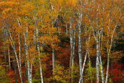 NH - Mt Washington Fall Treescape 5.jpg