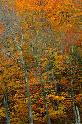 NH - Mt Washington Fall Treescape 6.jpg