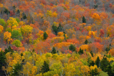 NH - Mt Washington Fall Treescape 7.jpg