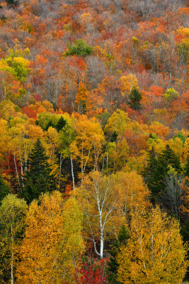 NH - Mt Washington Fall Treescape 8.jpg