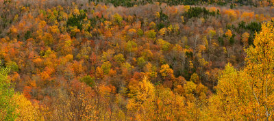 NH - Mt Washington Fall Treescape Panoramic 1.jpg