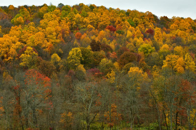 PA - Loyalsock State Forest Fall Treescape 1.jpg