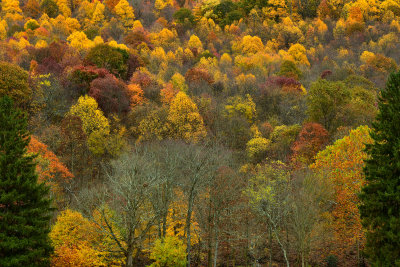 PA - Loyalsock State Forest Fall Treescape 2.jpg