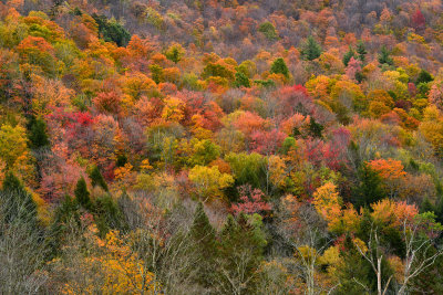 VT - Camp Plymouth State Park Fall Treescape 1.jpg
