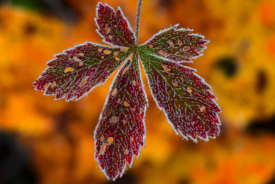 VT - Frosted Fall Strawberry Leaf.jpg