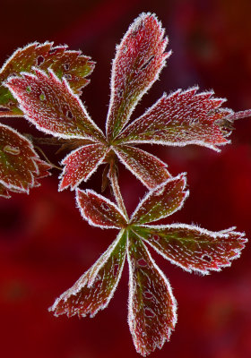 VT - Frosted Fall Strawberry Leaves.jpg