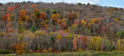 VT - Killington Fall Treescape Panoramic.jpg