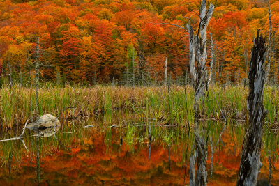 VT - Pico Mountain Fall Swamp 1.jpg