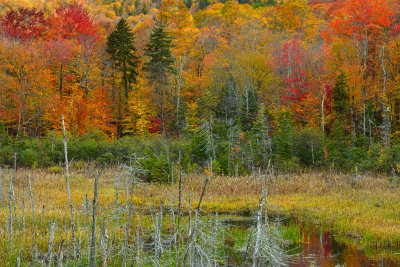 VT - Pico Mountain Fall Swamp 2.jpg