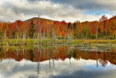 VT - Pico Mountain Fall Swamp 4.jpg