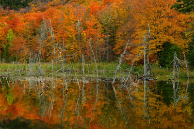 VT - Pico Mountain Fall Swamp 5.jpg