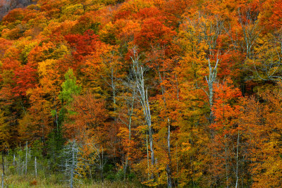 VT - Pico Mountain Fall Treescape 1.jpg