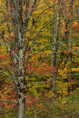 VT - Plymouth Fall Treescape.jpg