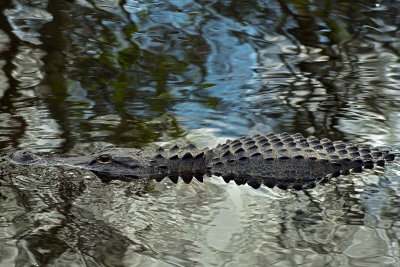 FL - Alligator 10.jpg