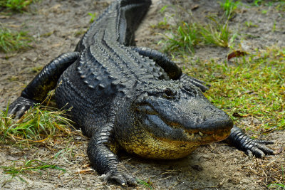FL - Alligator 12.jpg