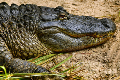 FL - Alligator 13.jpg