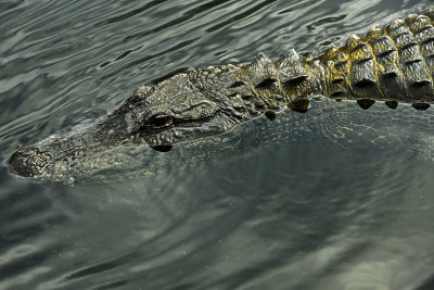 FL - Alligator 14.jpg