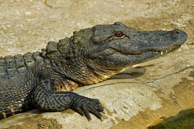 FL - Alligator 2.jpg